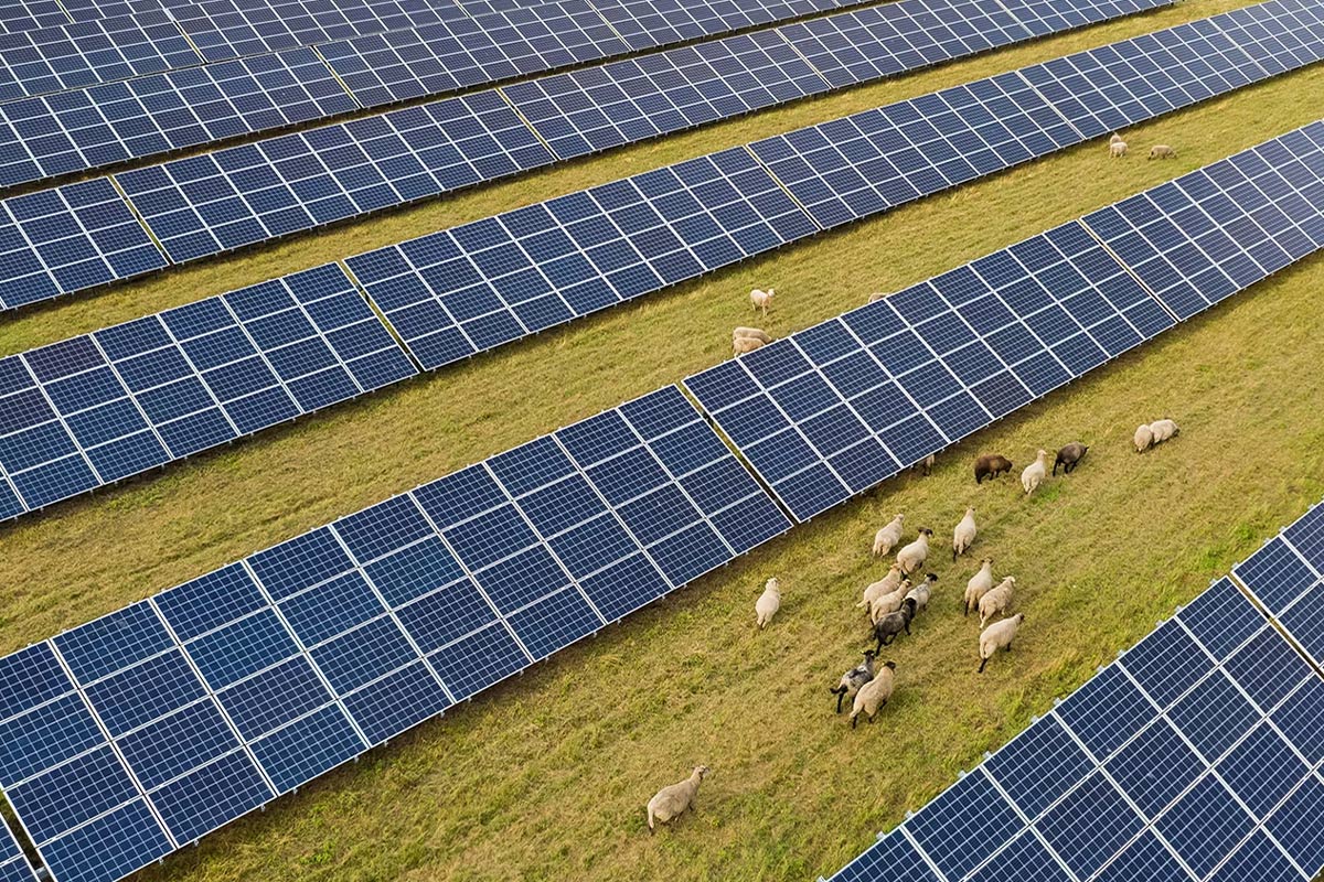 Auch Tierhaltung und Solarenergie können kombiniert werden, z.B. mit Schafen