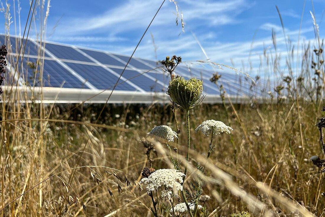 Interesting facts about agrivoltaic systems