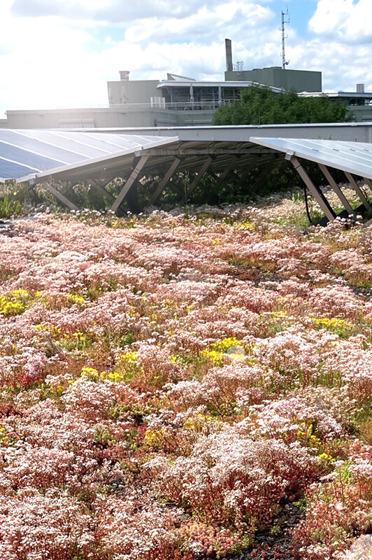 PV on a green roof