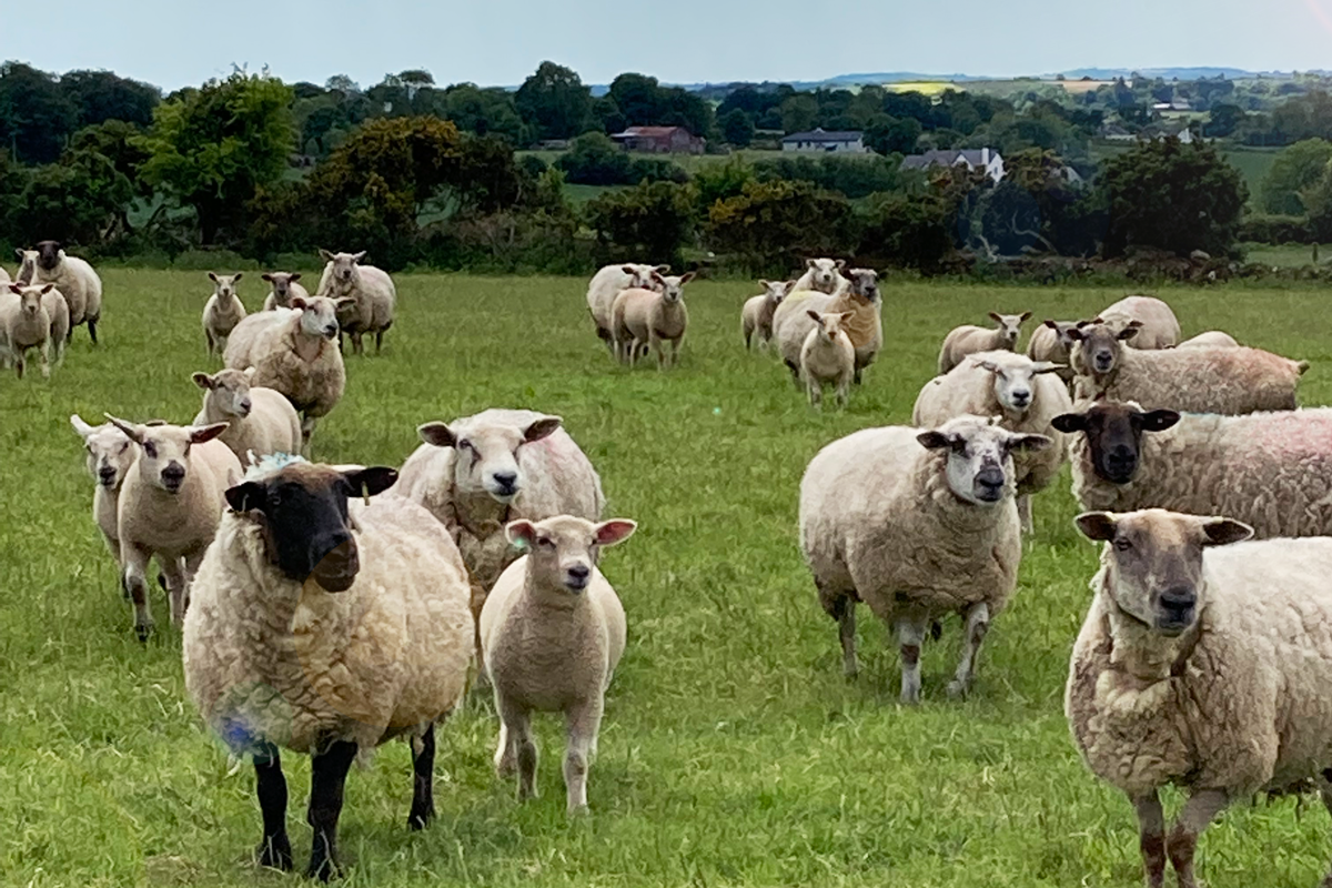 Sheep on a grazing area
