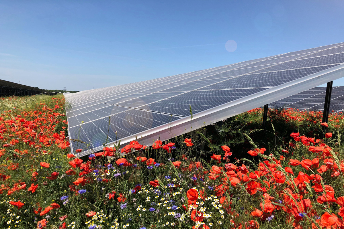 Solarpark Wiese Biodiversität Iqony Solar Energy Solutions GmbH